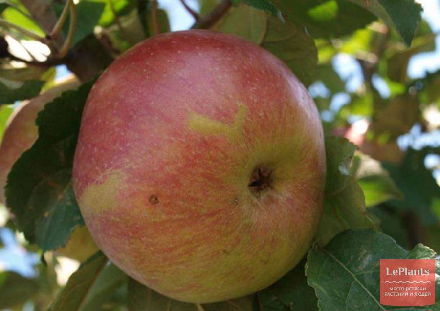 Сорта яблонь для тамбовской области с фото и описанием