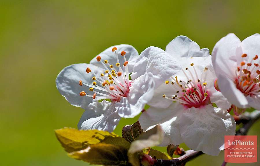Слива китайская (Prunus salicina) — описание, выращивание, фото | на ...