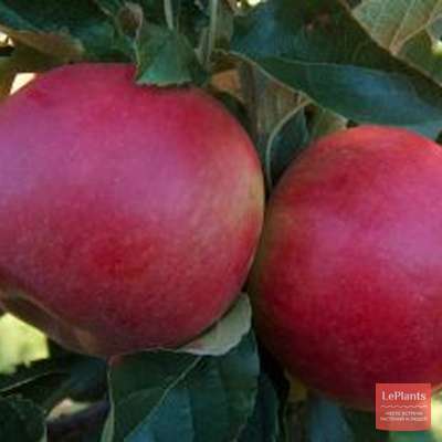 Яблоня Шаропай — описание сорта, характеристики