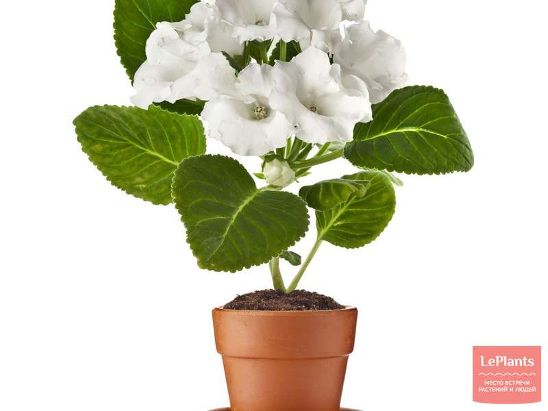 Глоксиния (Gloxinia) — описание, выращивание, фото | на LePlants.ru