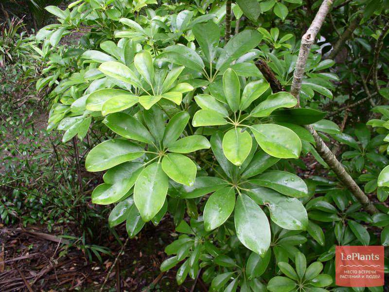 Шеффлера лучелистная (Schefflera actinophylla) — описание, выращивание ...