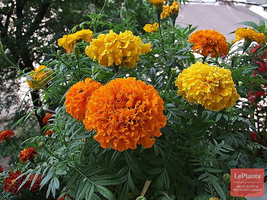 Какие цветы можно выращивать на застекленном балконе летом?