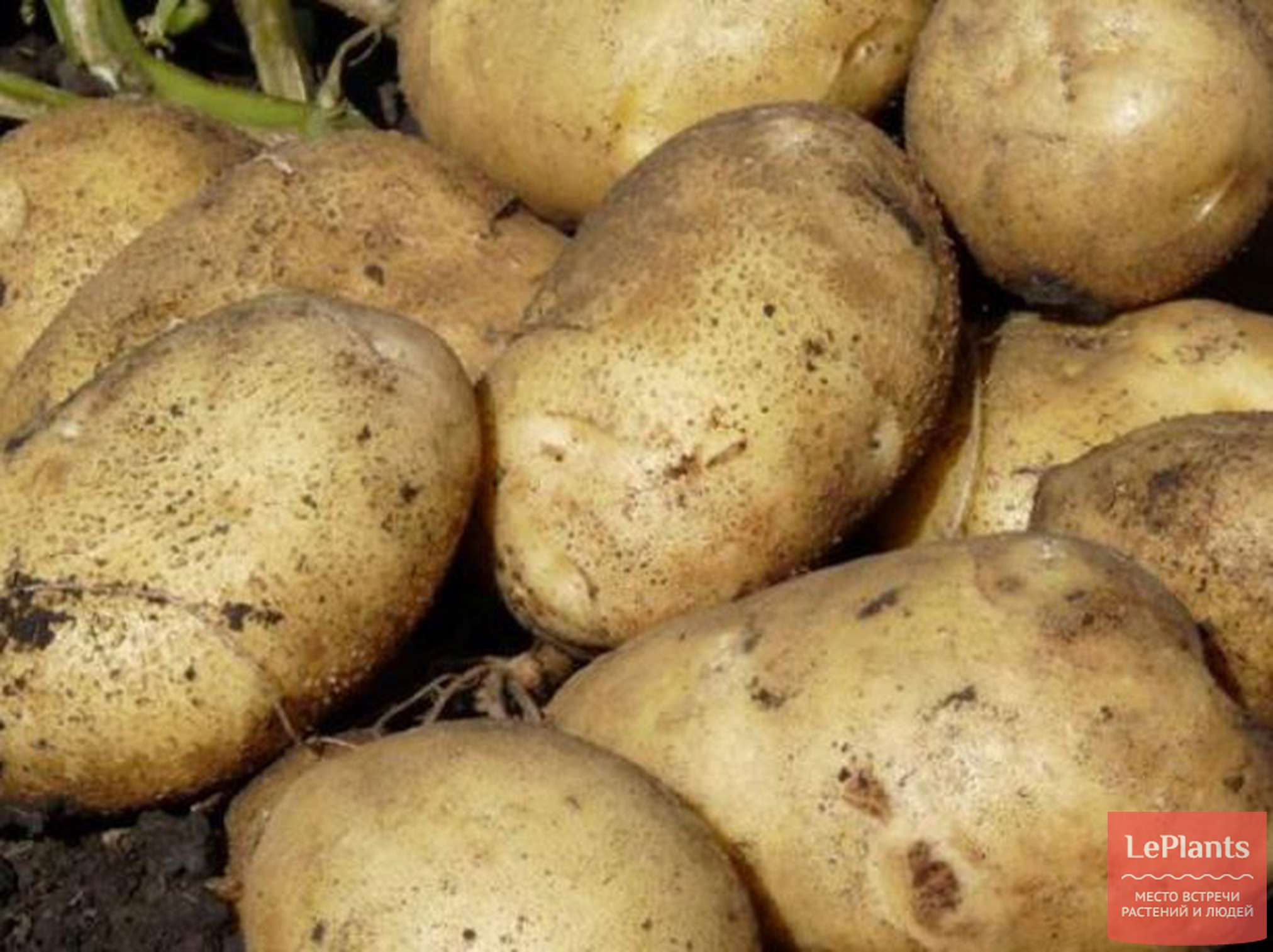 Урожайные сорта картофеля для средней. Картофель скороспелка сорта. Сорт картофеля Каратоп. Сорт картофеля Сантэ. Картофель сорт Артемис.