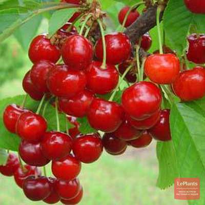 Черешня (Prunus avium) — описание, выращивание, фото