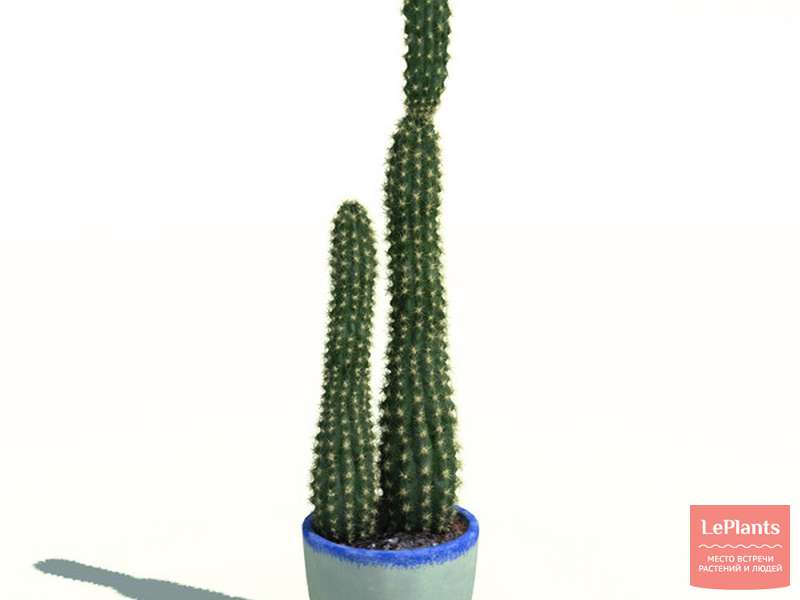 Цереус (Cereus) — описание, выращивание, фото | на LePlants.ru