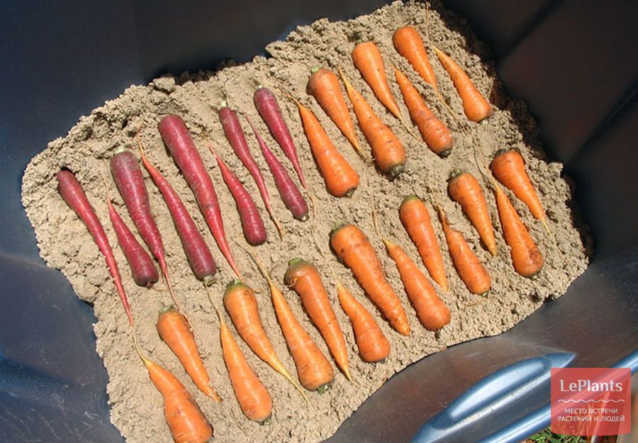 хранить морковь в песке