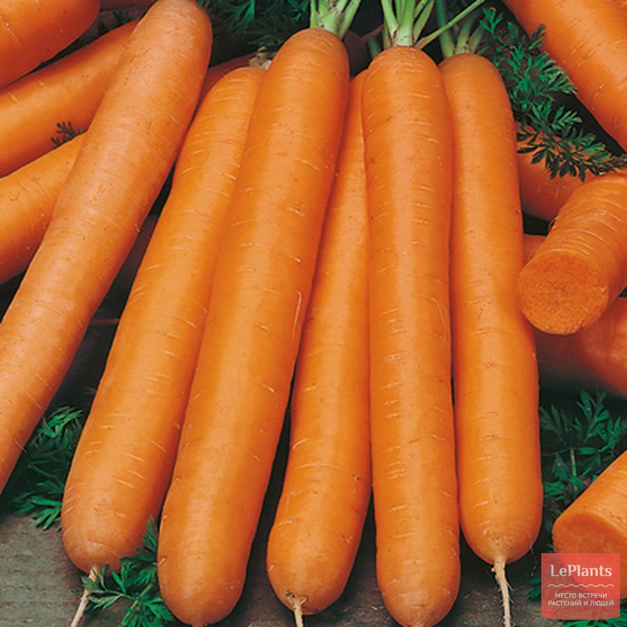 Морковь Наполи: описание и характеристики сорта, правила посадки и выращивания, отзывы