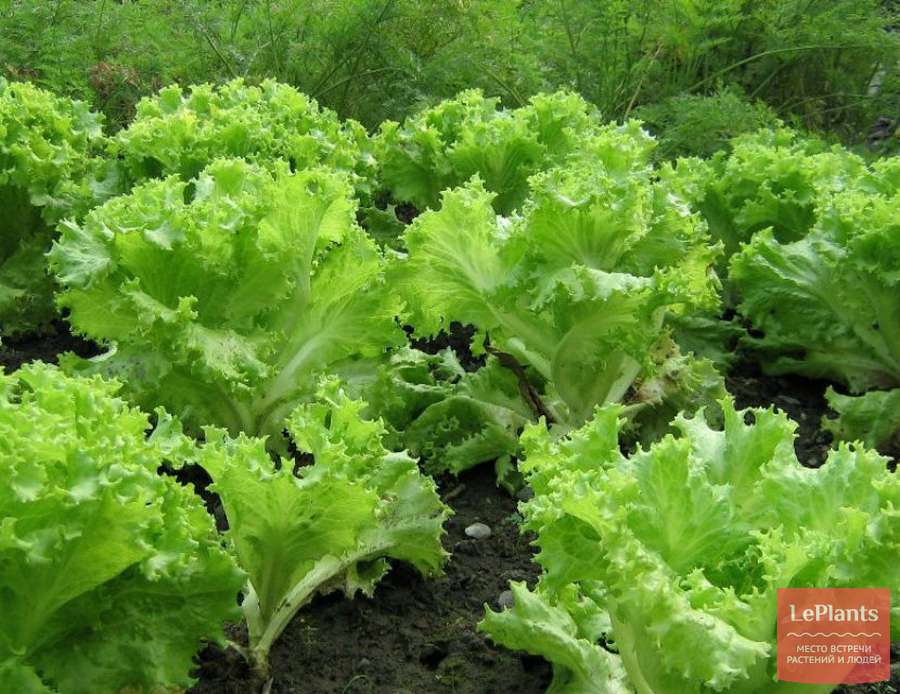 Салат (Lactuca sativa) — описание, выращивание, фото | на LePlants.ru