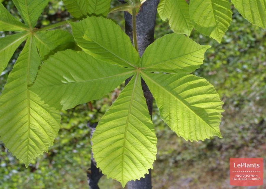 Листья Каштана