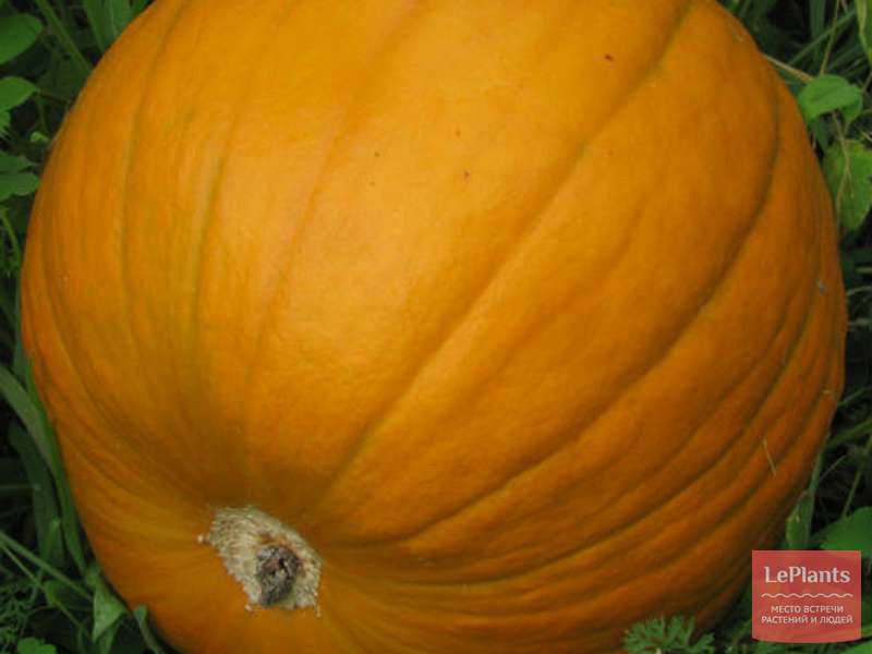 Тыква твердокорая (Cucurbita pepo) — описание, выращивание, фото | на ...