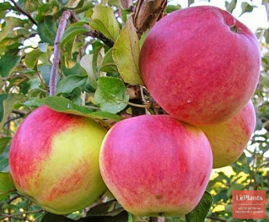 Сорта яблонь для Тамбовской области названия, фото, описание