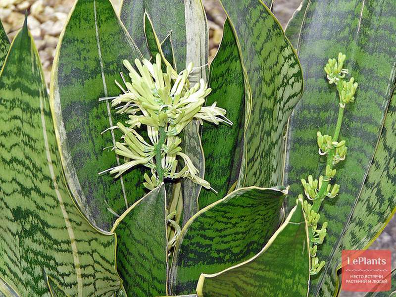 Сансевиерия зейланика (Sansevieria Zeylanica) — описание, выращивание ...