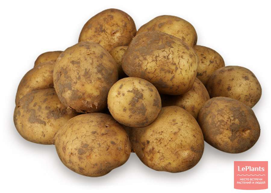 Картофель округлой формы. Сорт.картофеля.Придеснянский. Сорт картофеля Мысовский. Картофель Ароза.