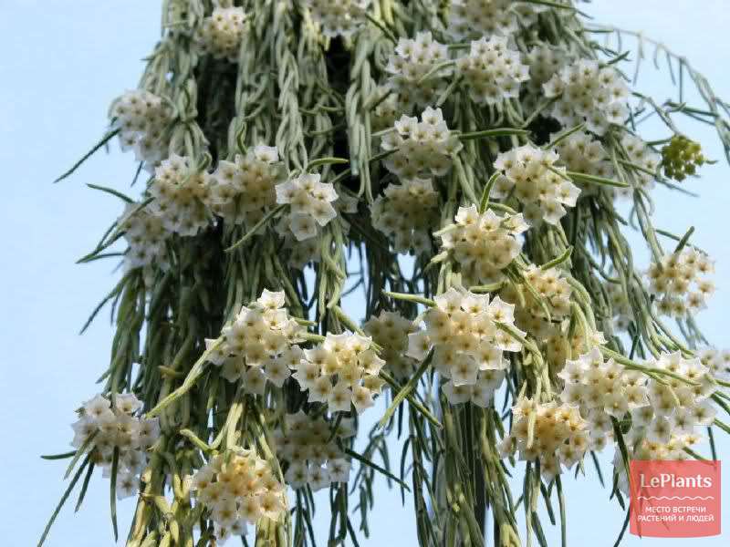 Хойя линеарис (Hoya linearis) — описание, выращивание, фото | на ...