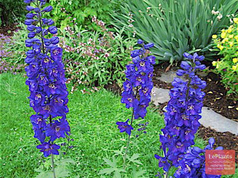 Дельфиниум высокий (Delphinium elatum) — описание, выращивание, фото ...