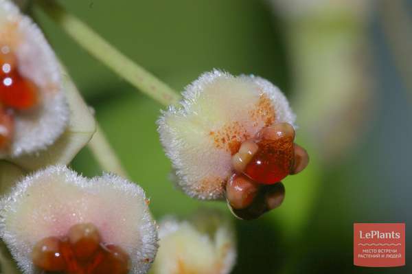 Хойя Керра (Hoya kerrii) — описание, выращивание, фото | на LePlants.ru