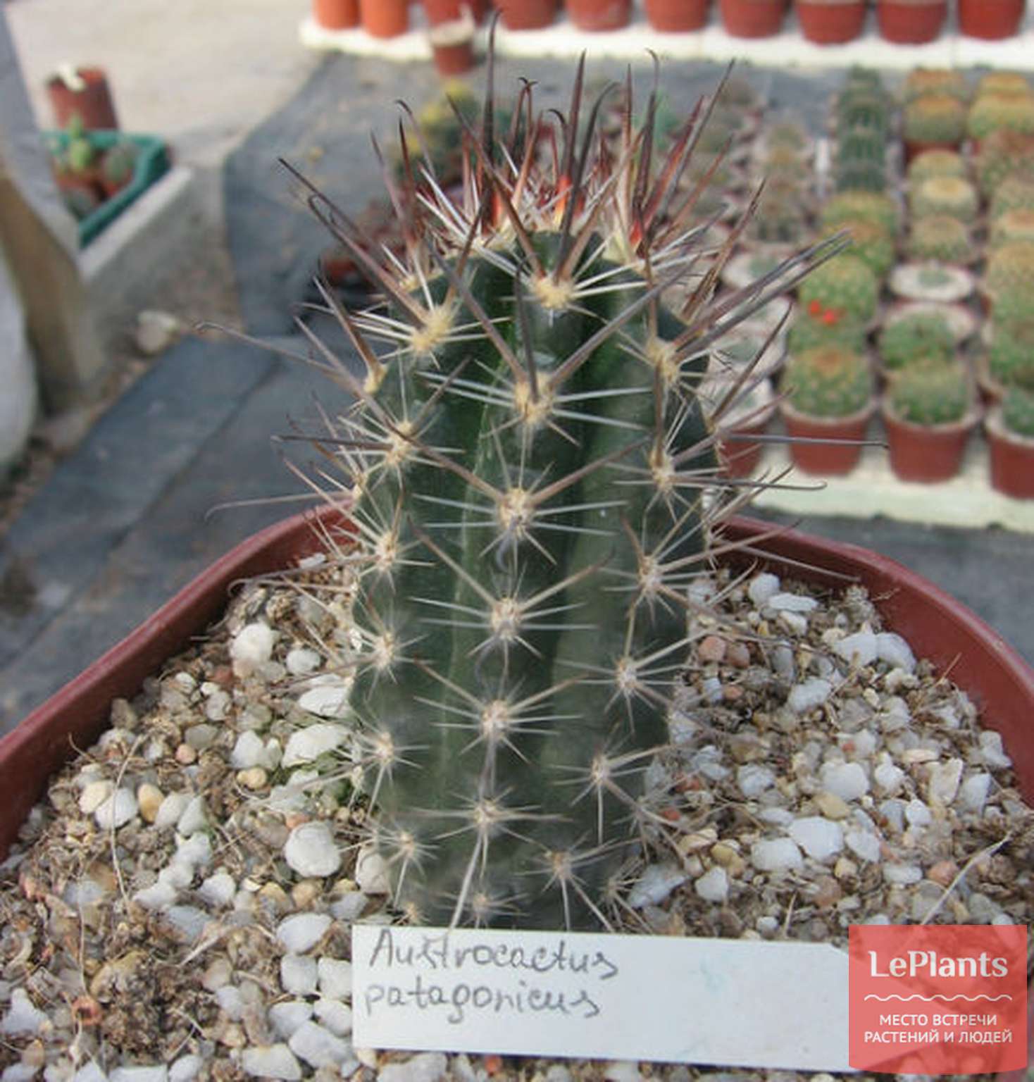 Austrocactus bertinii