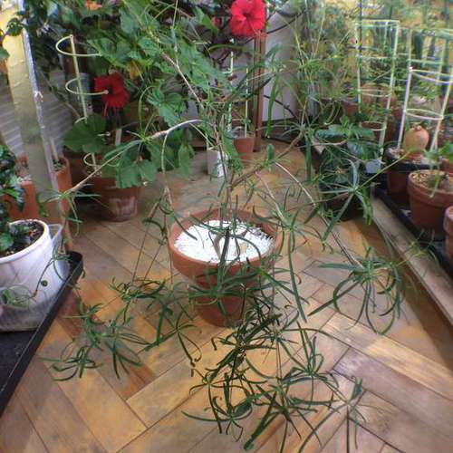 Euphorbia hedyotoides Эуфорбия