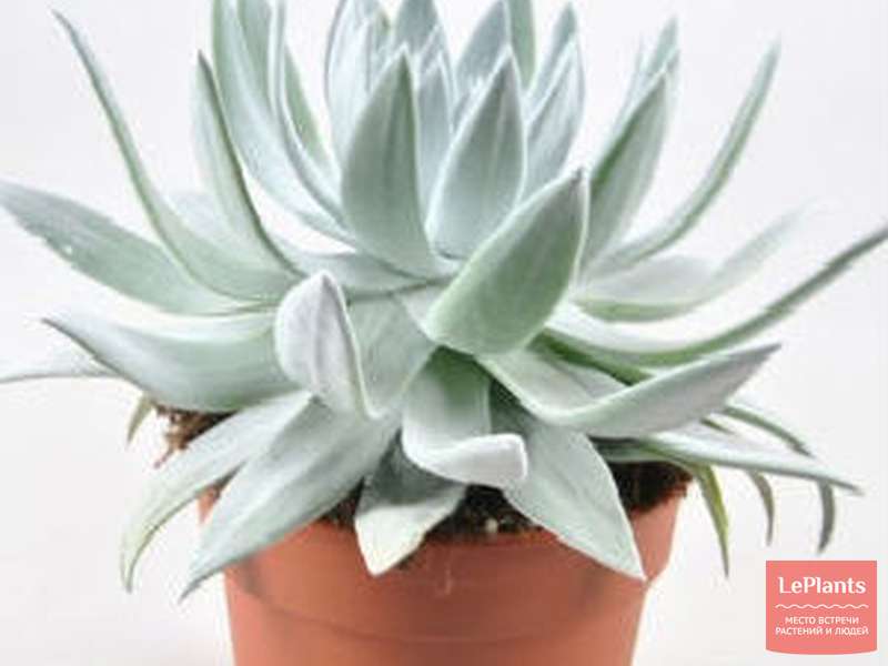 Дудлея (Dudleya) — описание, выращивание, фото | на LePlants.ru