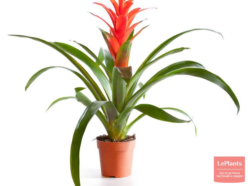 Гусмания (Guzmania) — описание, выращивание, фото | на LePlants.ru