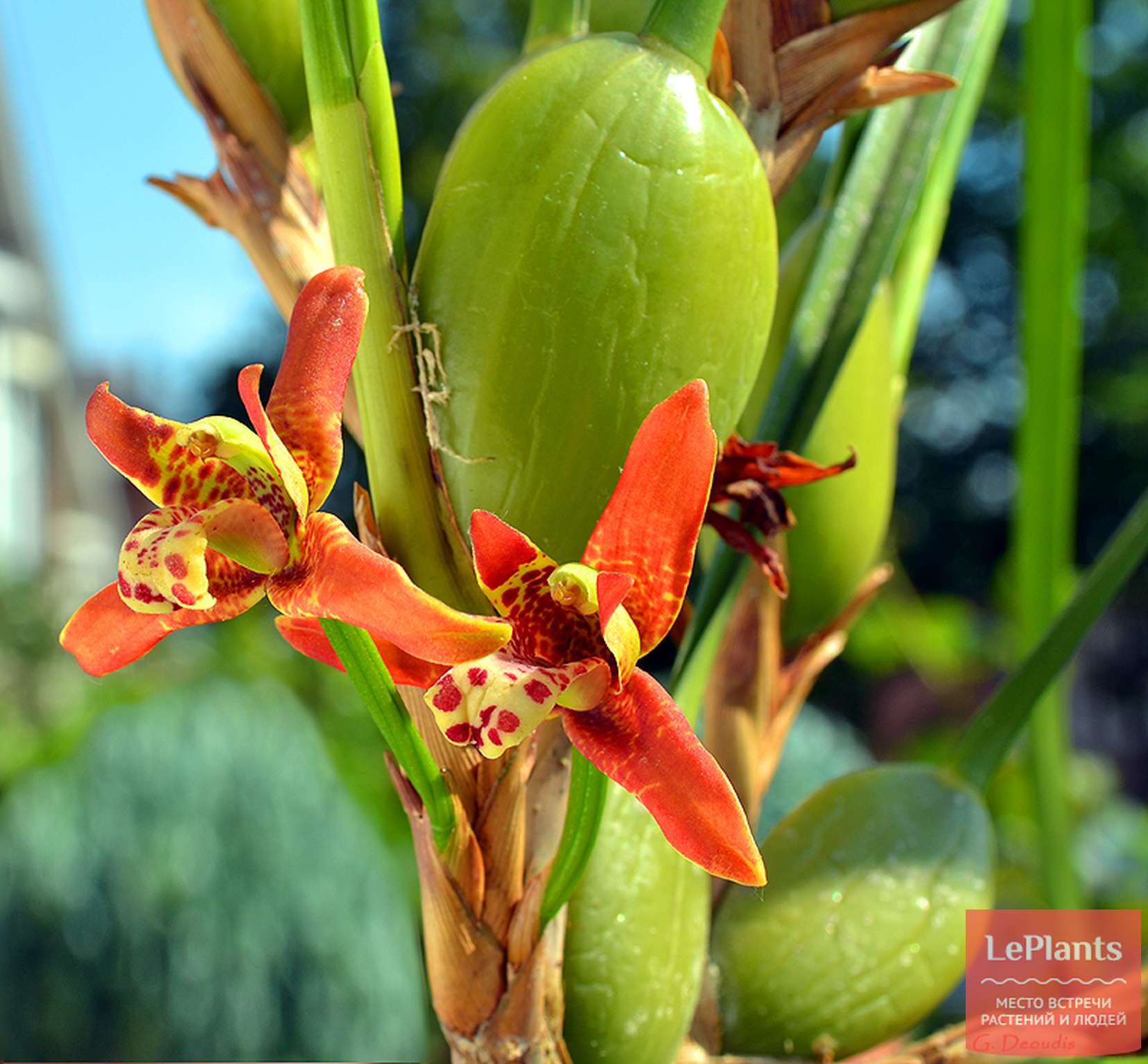 Орхидея Максиллярия