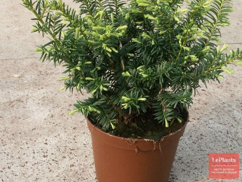 Тис ягодный (Taxus baccata) — описание, выращивание, фото | на LePlants.ru