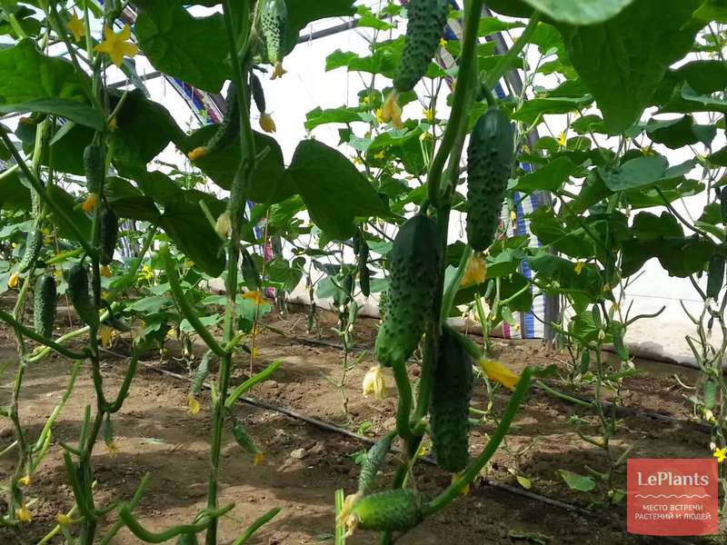 Огурец 'Маша' — описание сорта, характеристики | на LePlants.ru