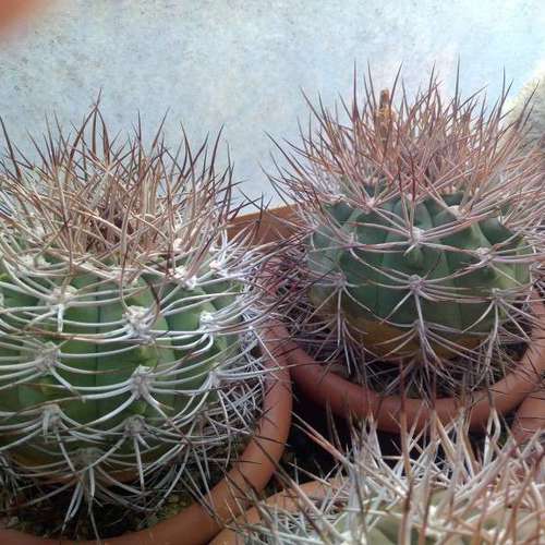 Кактусы, Gymnocalycium mazanense v. ferox от Kohres.