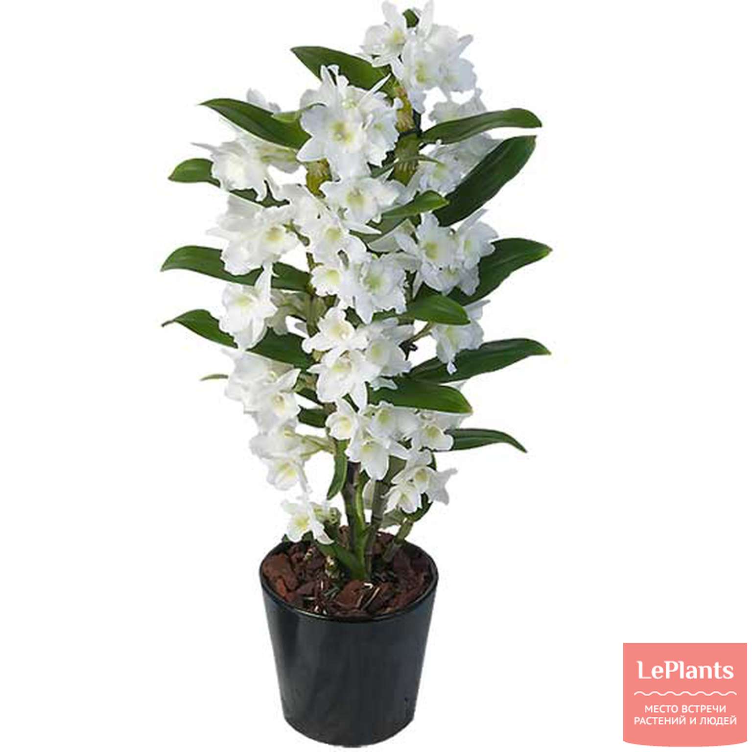 Орхидея Dendrobium Nobile белая