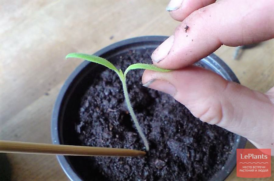 баклажаны — выращивание рассады (пикировка)