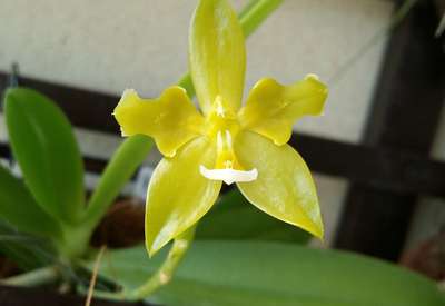 Phalaenopsis cornu-cervi var. flava