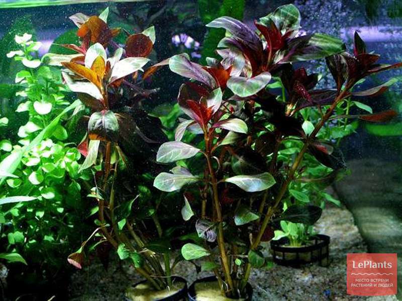 Людвигия болотная (Ludwigia palustris) — описание, выращивание, фото ...