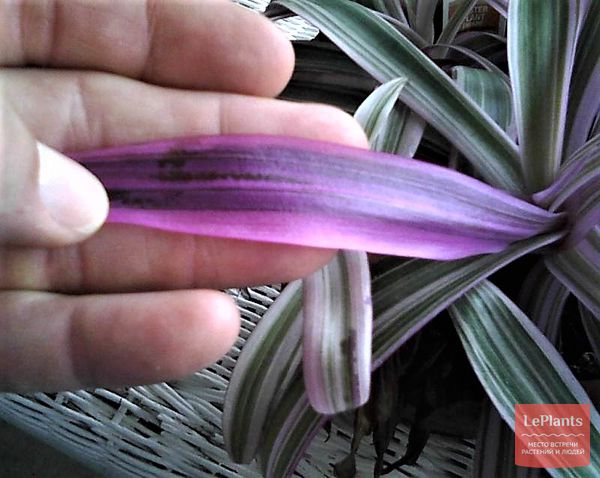 Традесканция разноцветная (Tradescantia discolor) — описание ...