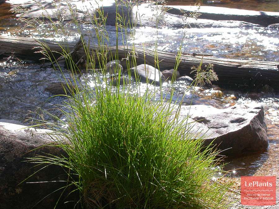 Луговик дернистый (Deschampsia cespitosa) — описание ...