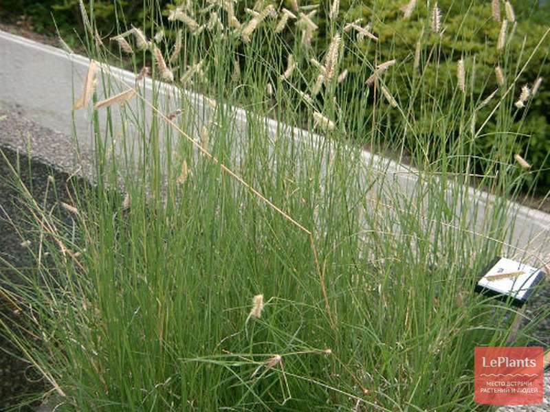 Бутелуа (Bouteloua) — описание, выращивание, фото | на LePlants.ru