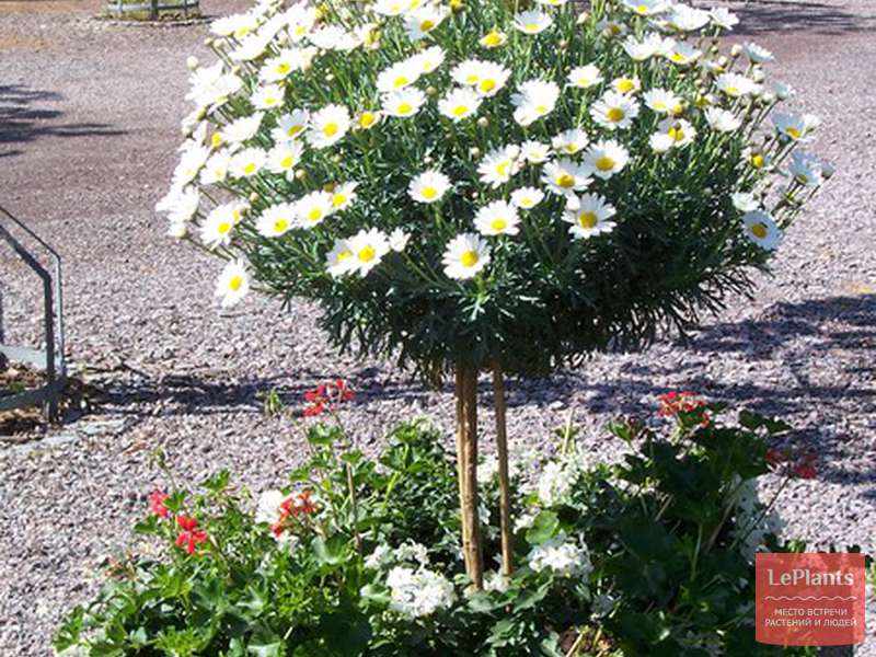 Хризантема маргаритковая (Chrysanthemum frutescens) — описание ...