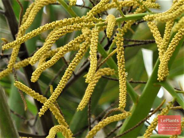 Дипсис (Dypsis) — описание, выращивание, фото | на LePlants.ru