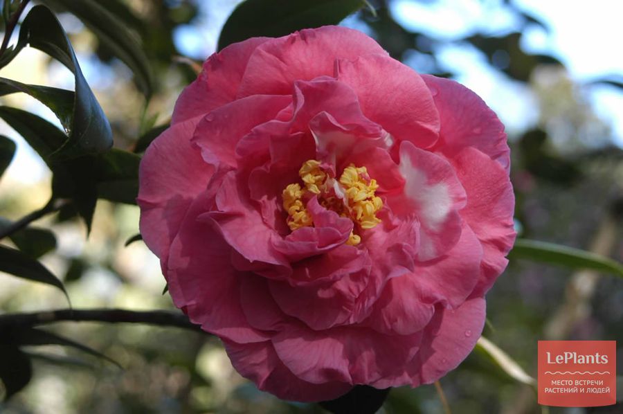 Camellia japonica 'William S. Hastie'