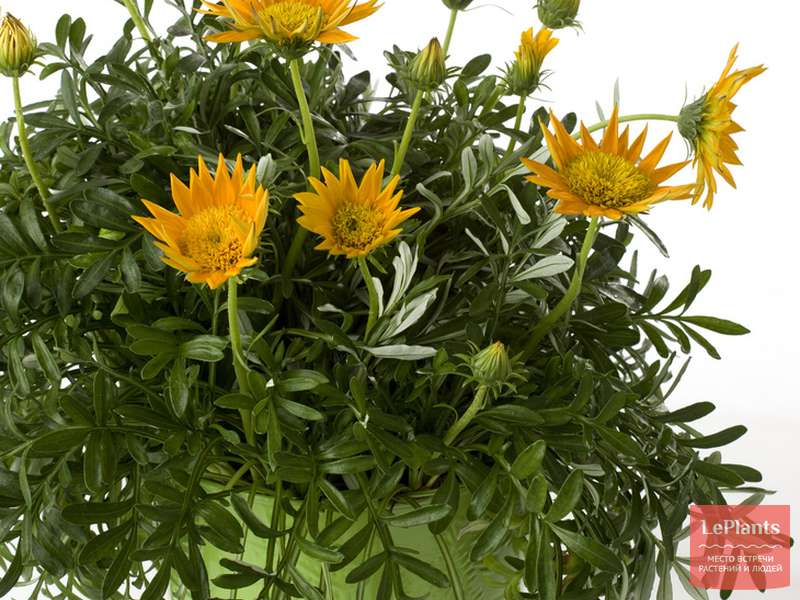 Газания (Gazania) — описание, выращивание, фото | на LePlants.ru