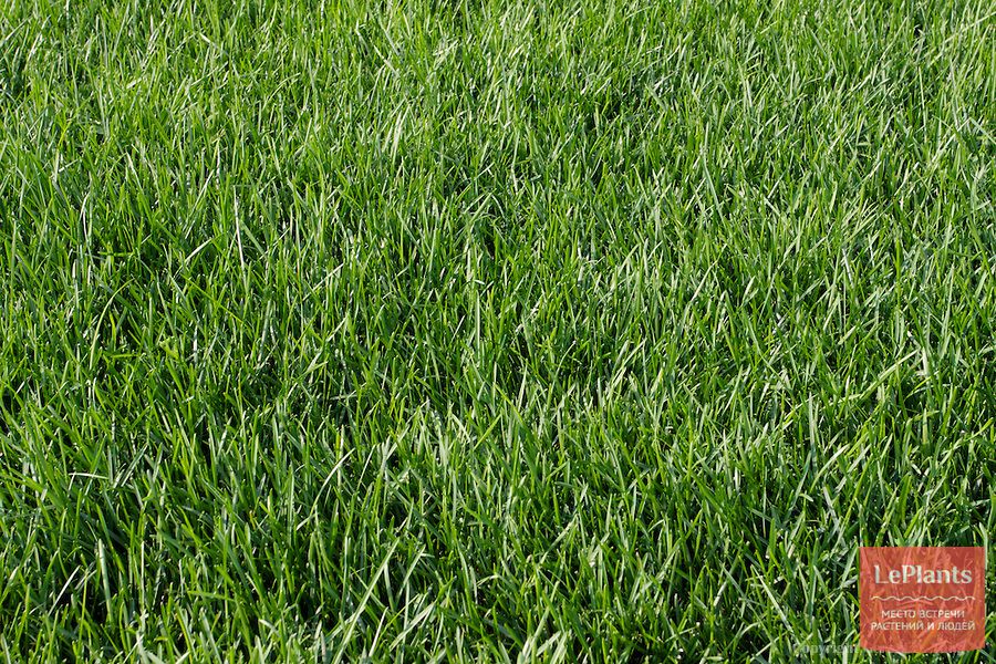 декоративная трава Мятлик луговой