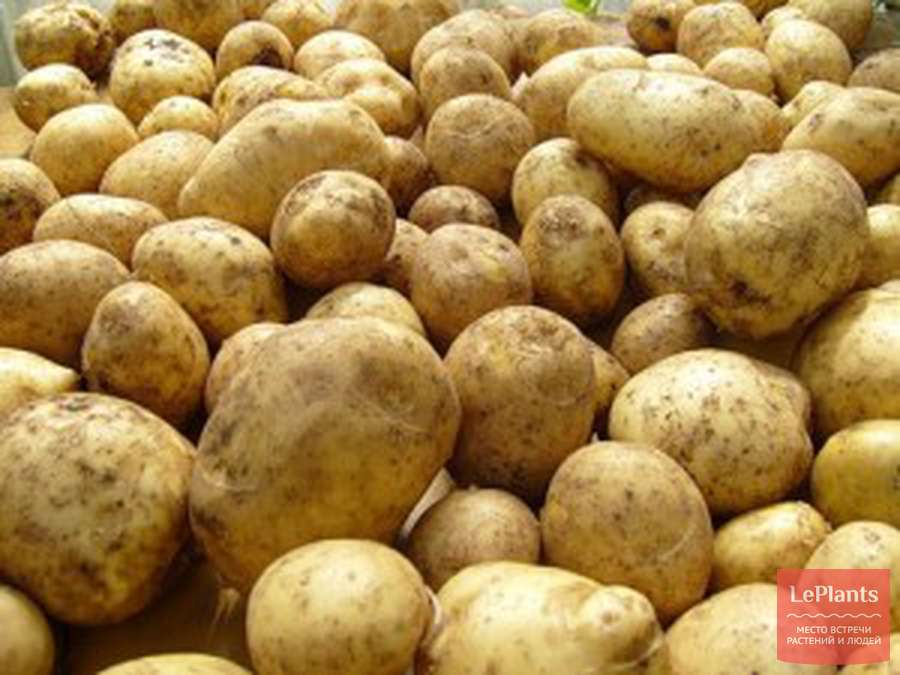 Внешний вид и вкус картофеля Луговской