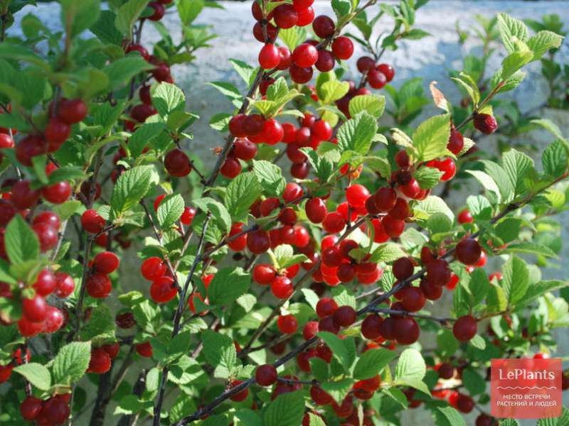 Вишня войлочная (Prunus tomentosa) — описание, выращивание, фото | на ...