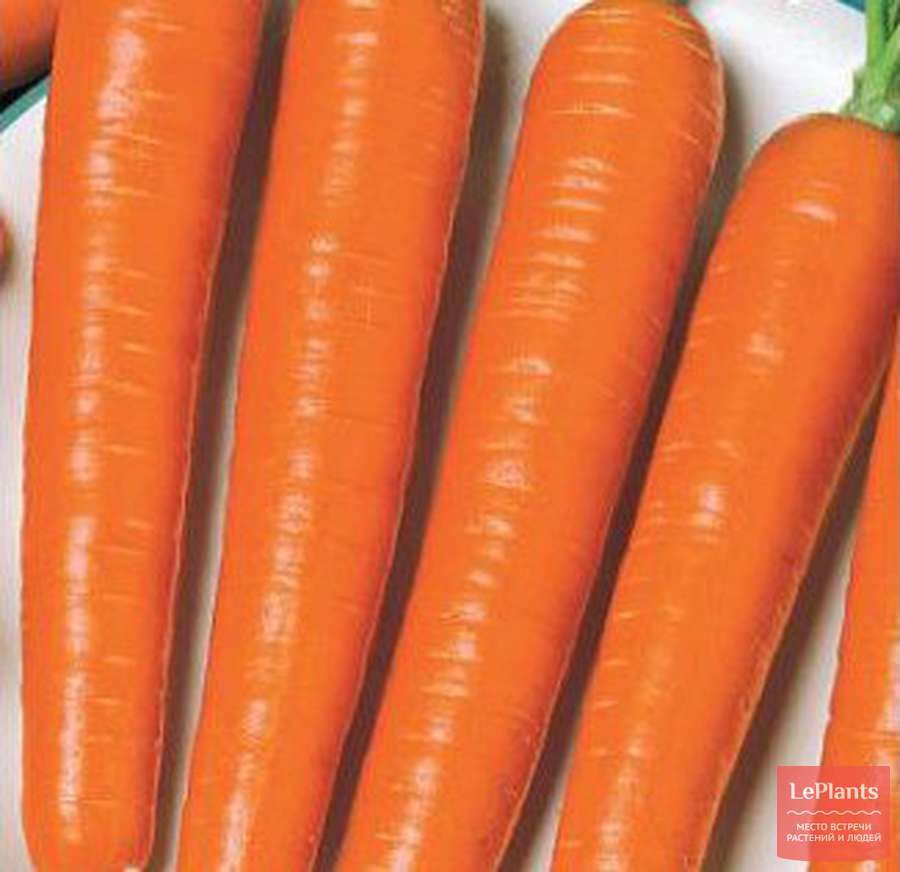 Морковь семена лучшие сорта для открытого. Семена. Морковь "НИИОХ 336". Семена моркови НИИОХ. Морковь НИИОХ 336. Сорт моркови НИИОХ.