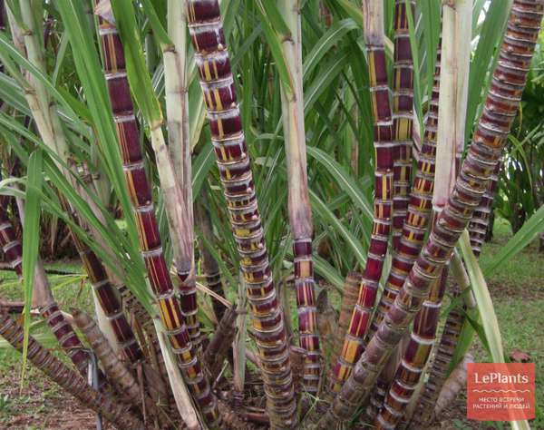 Сахарный тростник (Saccharum officinarum) — описание, выращивание, фото ...