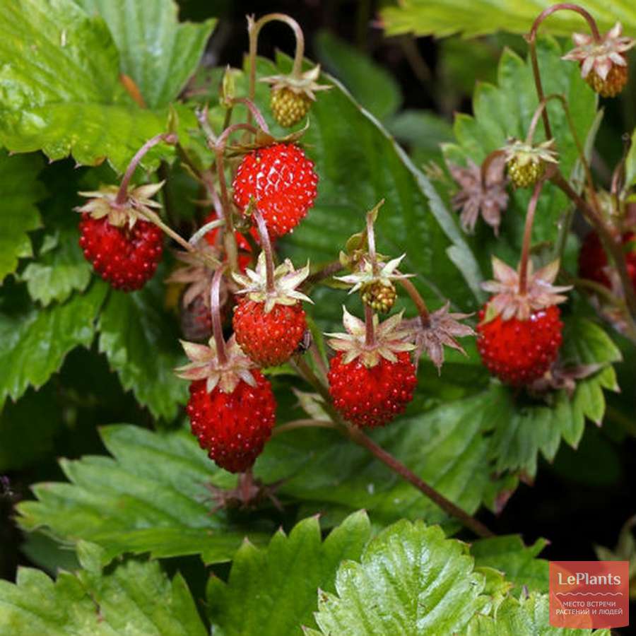 Земляника лесная (Fragaria vesca) — описание, выращивание, фото | на ...