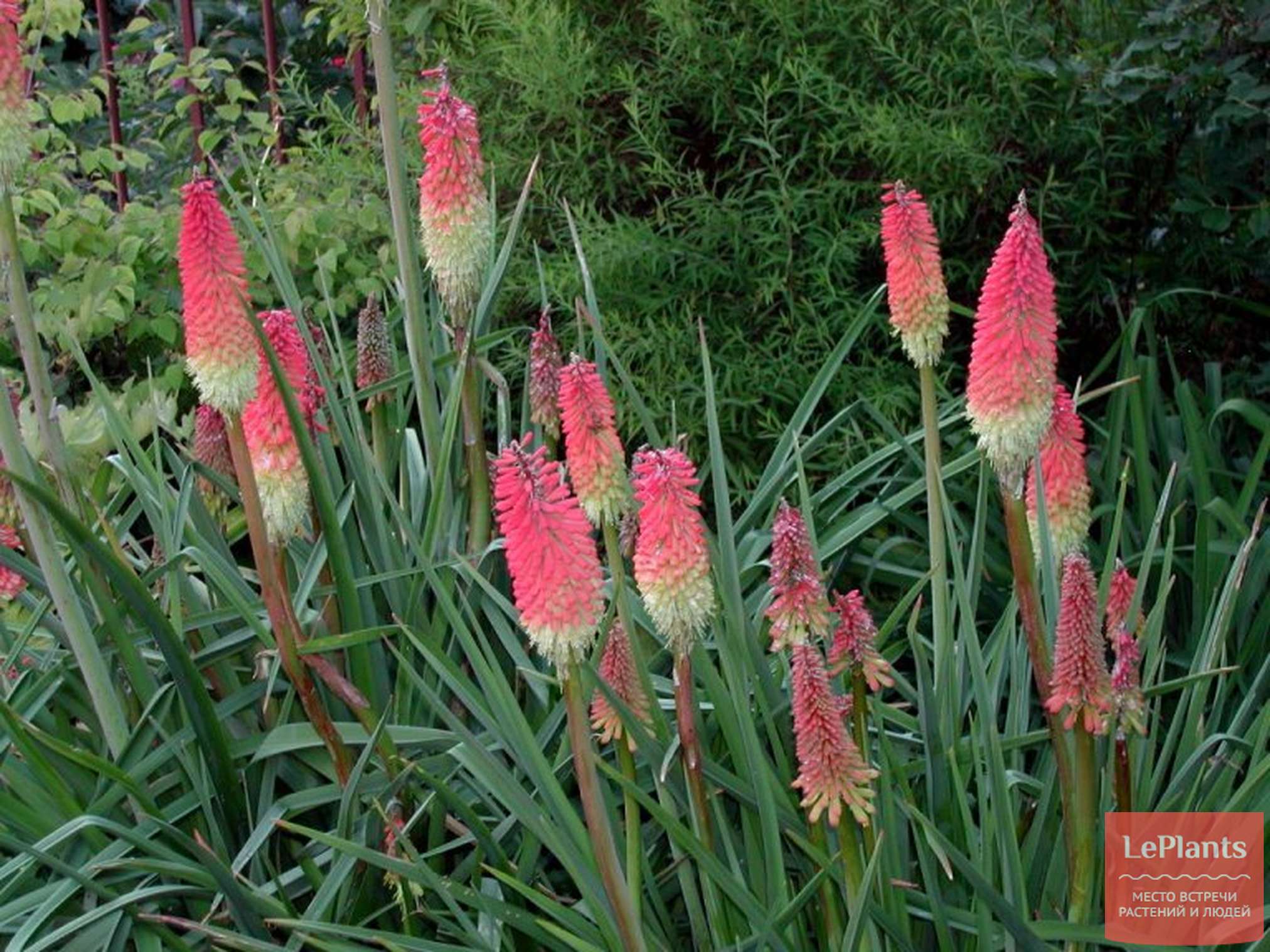 Книфофия Ягодная (Kniphofia uvaria)