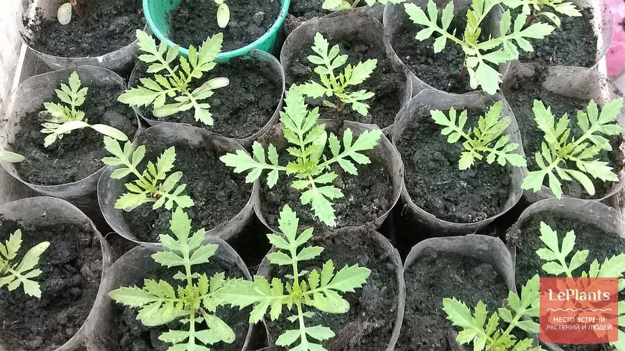 бархатцы – выращивание из семян рассадой 