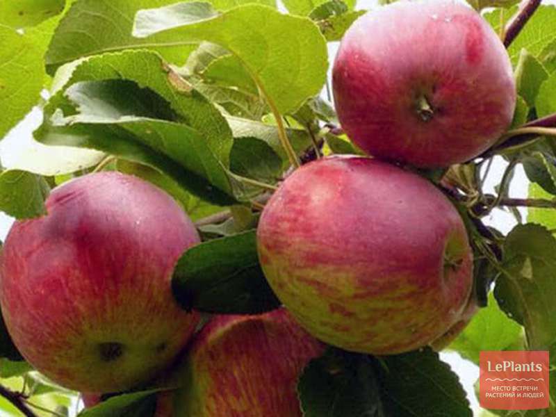 Сорт яблони коричное полосатое фото