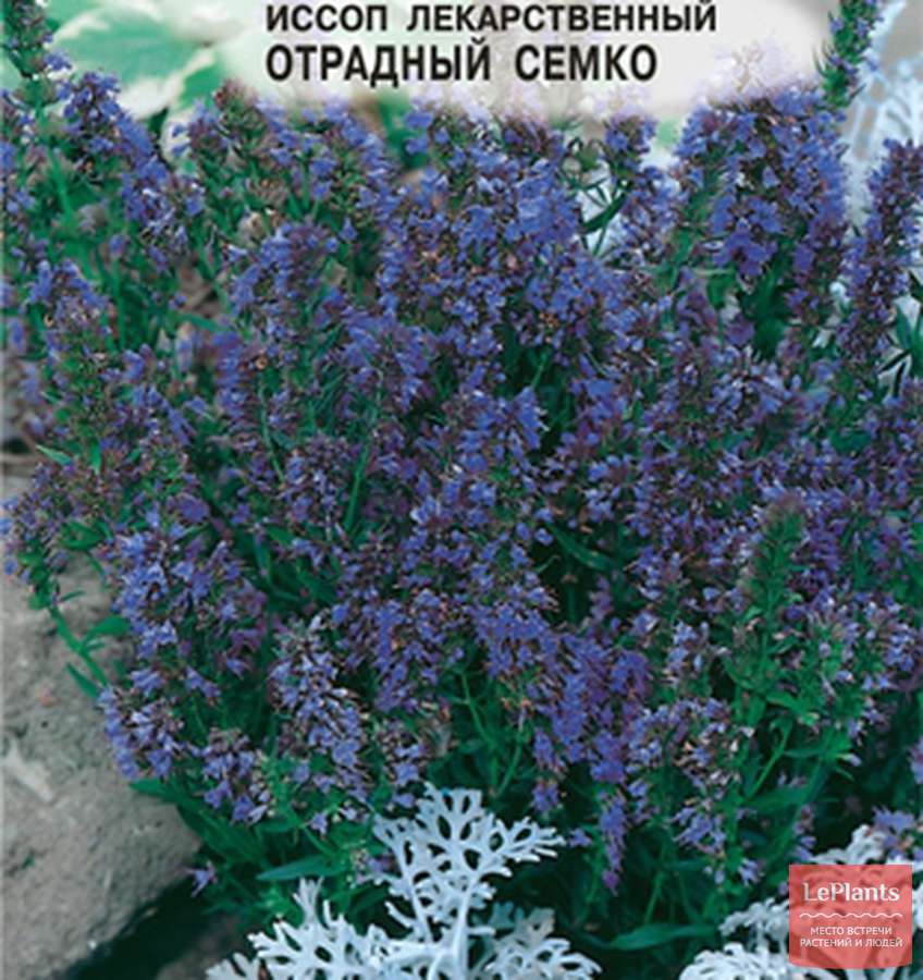Иссоп лекарственный Отрадный Семко — описание сорта, характеристики | на  LePlants.ru