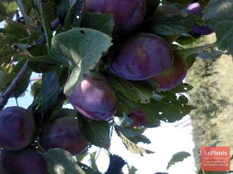 Слива домашняя 'Венгерка донецкая' — описание сорта, характеристики ...